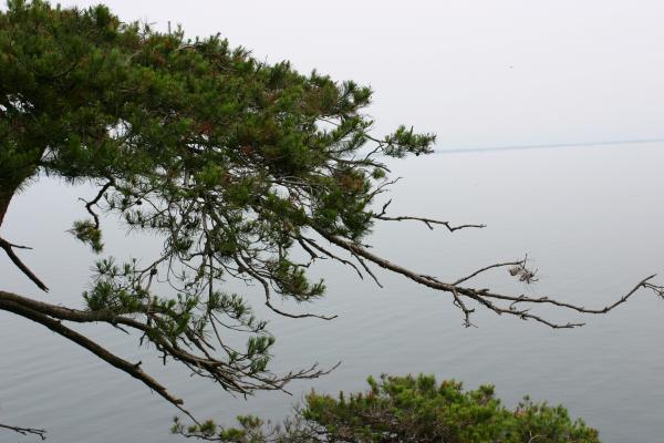 松の木と琵琶湖