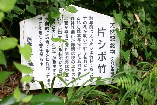天然記念物「片シボ竹」の説明板