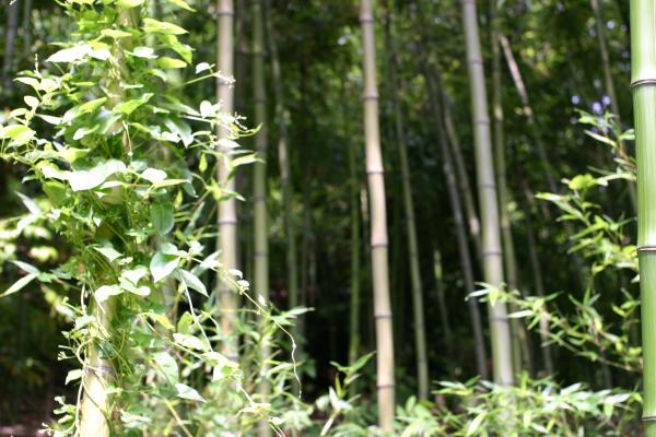 龍野の片シボ竹林