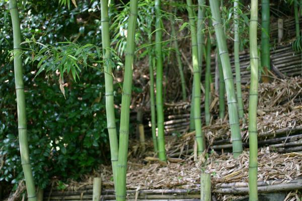 龍野の片シボ竹林