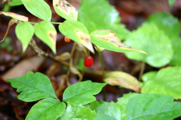 タケシマランの赤い実