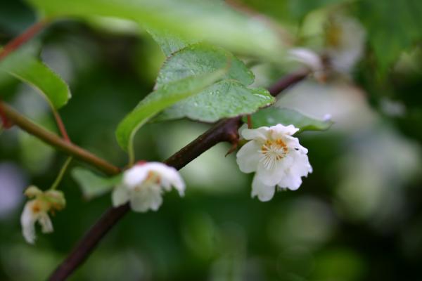 ミヤママタタビの花/癒し憩い画像データベース