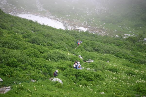 夏の雪渓と高山植物の高原