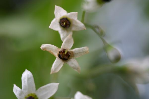 ヒヨドリジョウゴの花