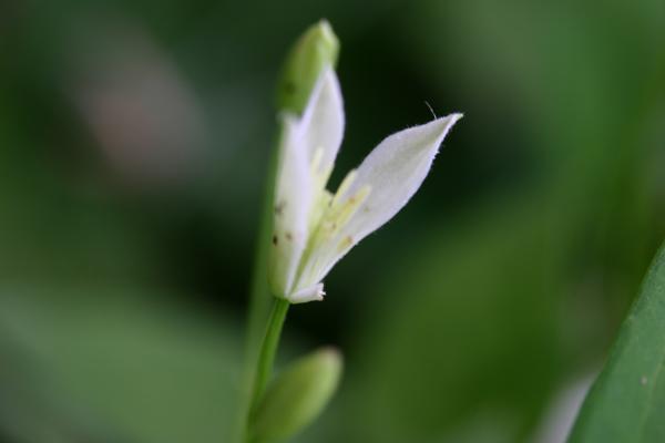 センニンソウの開花/癒し憩い画像データベース