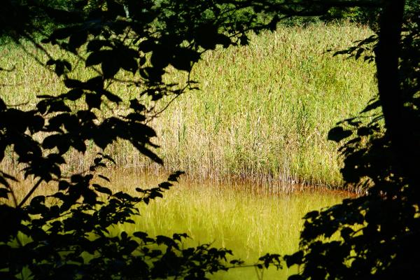 五色沼の「みどろ沼」/癒し憩い画像データベース