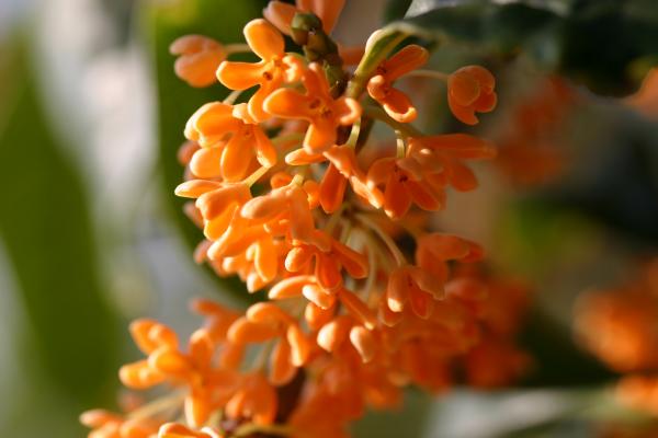 キンモクセイの花/癒し憩い画像データベース