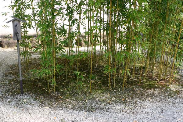 犬山の「有楽苑」、元庵内の小さな竹林