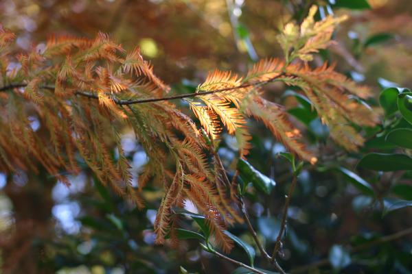 ラクウショウの紅葉と木洩れ日