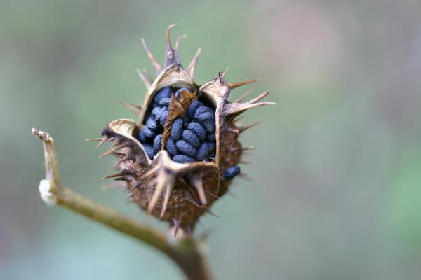 チョウセンアサガオの実と種子 癒し憩い画像データベース