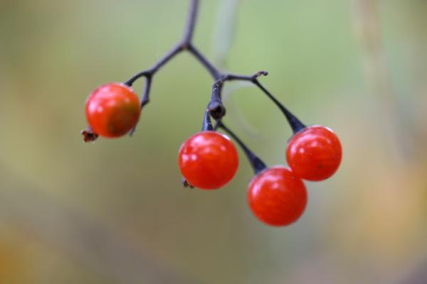 ヒヨドリジョウゴの赤い実/癒し憩い画像データベース