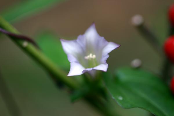ツルリンドウの花/癒し憩い画像データベース