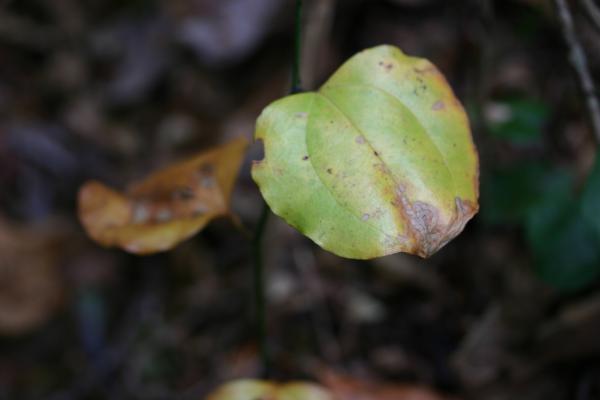 初冬のサルトリイバラの黄葉