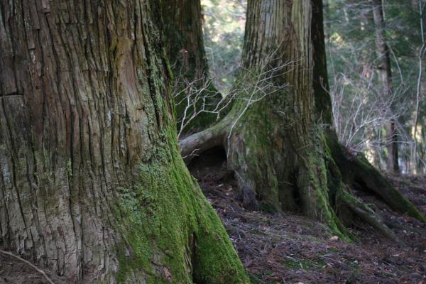 苔むす杉の古巨木