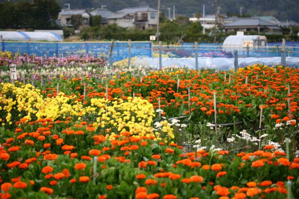 千倉の花摘み畑/癒し憩い画像データベース