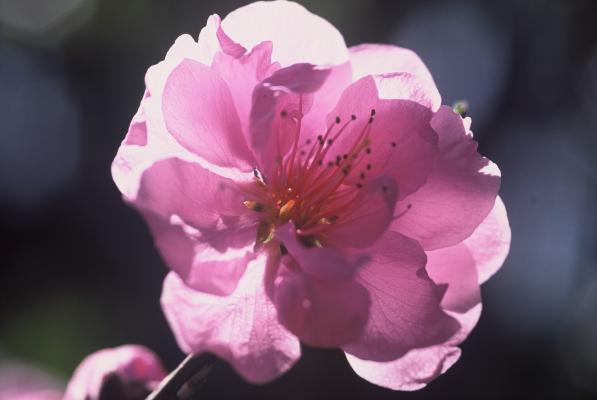 桃の花 癒し憩い画像データベース