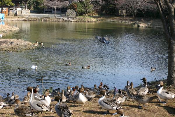 称名寺の浄土式庭園苑池と野鳥