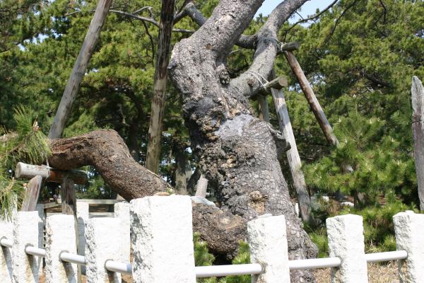 静岡「三保の松原」の「羽衣の松」