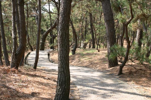 静岡の「三保の松原」と散策路
