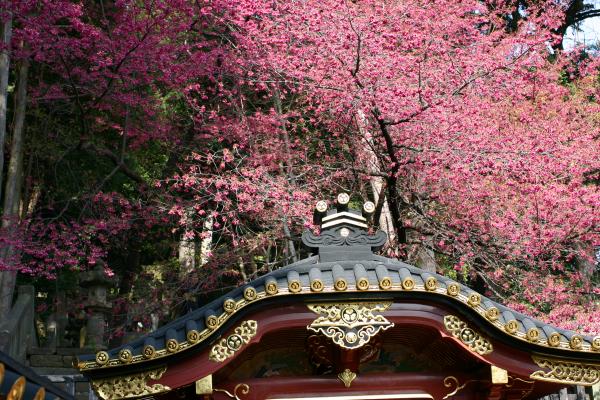 久能山東照宮の「廟門」とカンヒザクラ/癒し憩い画像データベース