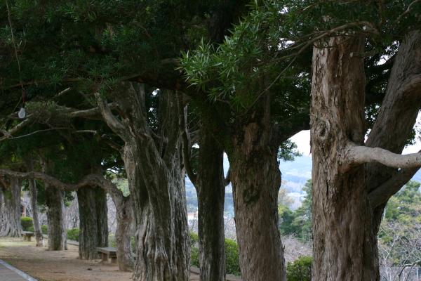 平戸城敷地内の「槇並木」