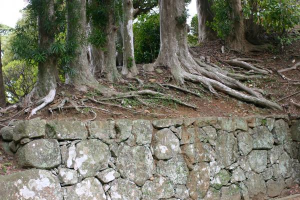 平戸城（亀岡神社）の石垣とマキの古巨木