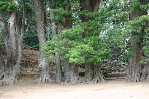 平戸城（亀岡神社）のマキ
