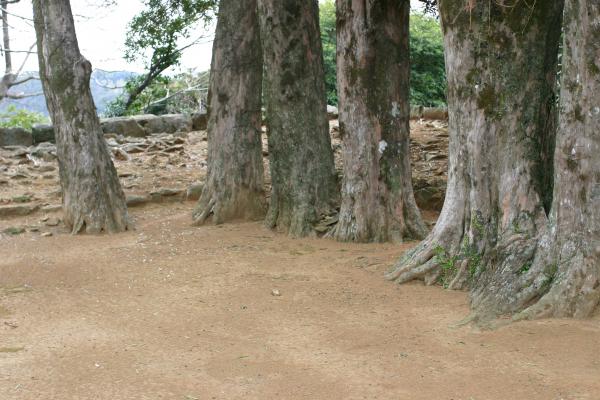 平戸城（亀岡神社）のマキの巨木