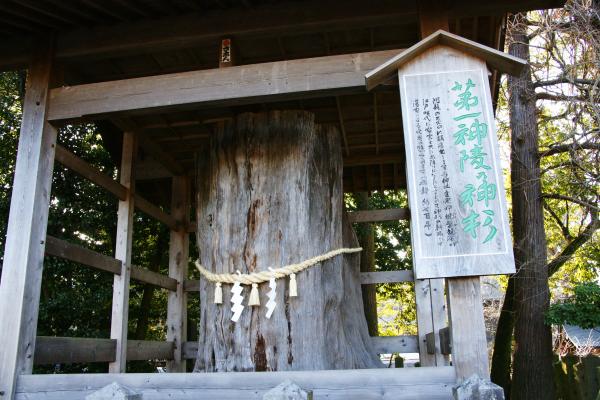 阿蘇神社のご神木/癒し憩い画像データベース
