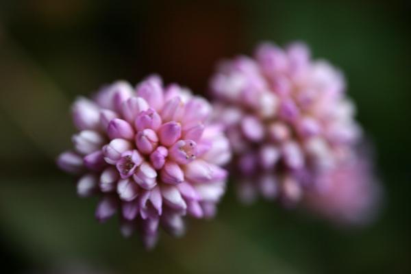 ヒメツルソバの蕾から花へ 癒し憩い画像データベース テーマ別おすすめ画像