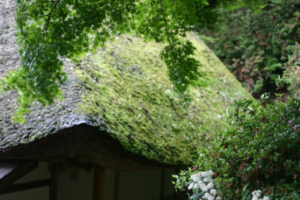 苔むす茅葺屋根