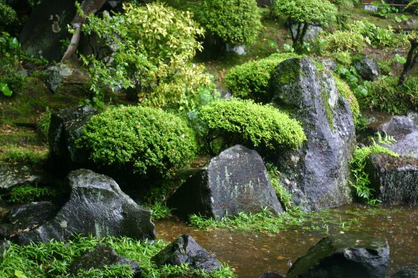 雨に濡れる箱根・早雲寺の庭園