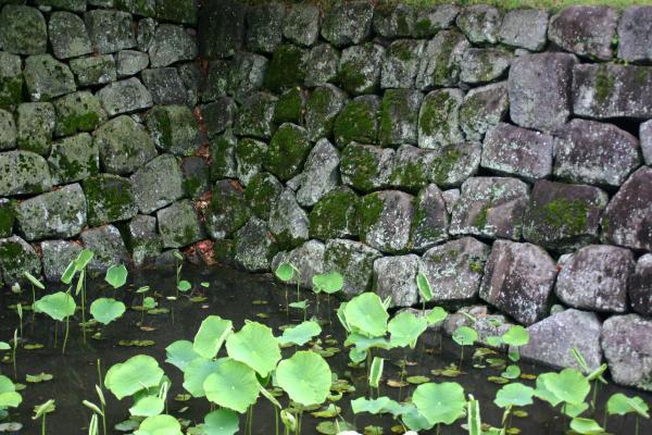 小田原城址の石垣と濠のハス