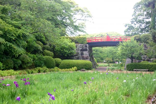 小田原城址の花菖蒲園と朱塗り橋