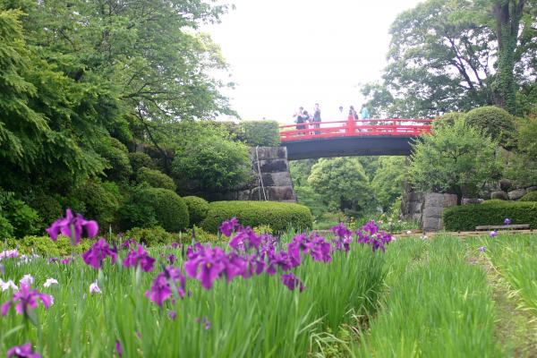 花菖蒲園と朱色の橋