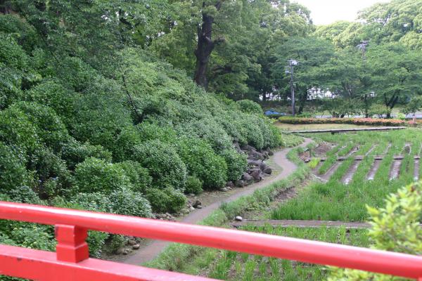小田原城の朱橋から見る「本丸東堀跡」