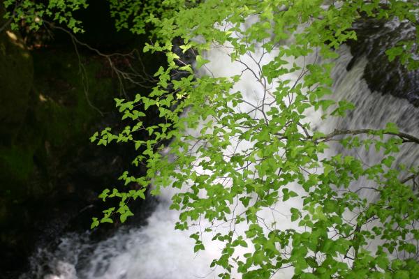 滝と新緑