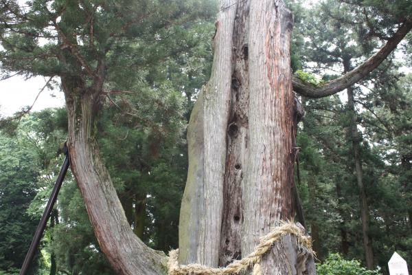 樹齢千年以上の信州真楽寺の神代杉