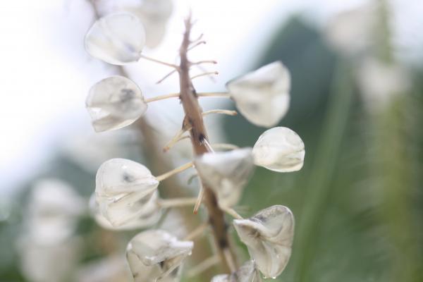 ムスカリの白い実と透ける黒い種子たち