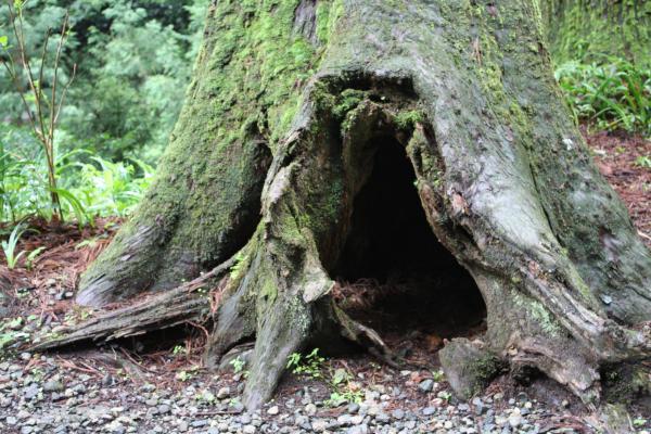 空洞を持つ杉の巨古木
