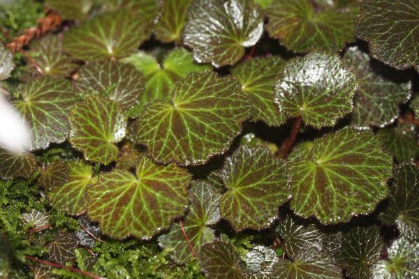 雨後のユキノシタの葉/癒し憩い画像データベース