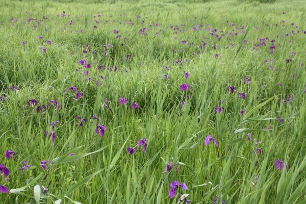 湿原に群生する野花菖蒲/癒し憩い画像データベース