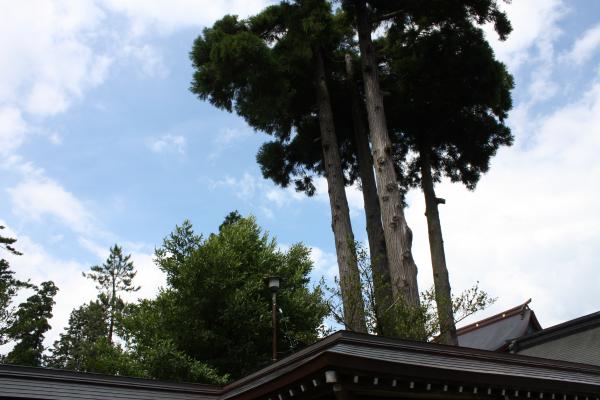 阿蘇神社の巨木