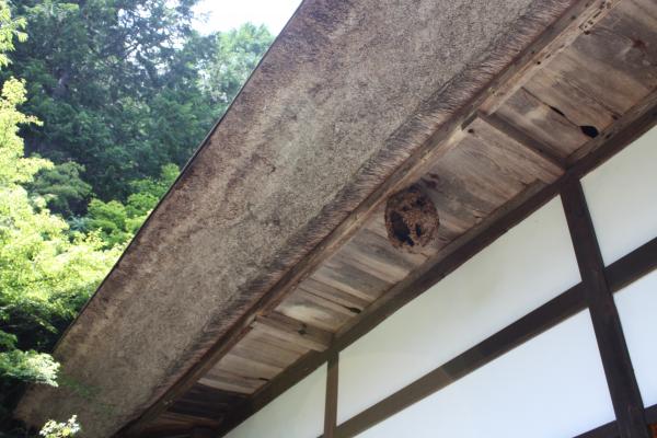 軒下の古い蜂の巣