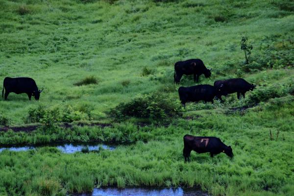 放牧牛/癒し憩い画像データベース