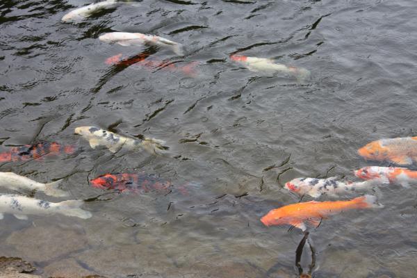 「鯉が窪池」の鯉たち