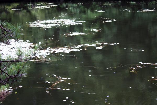 「鯉が窪池」の水草/癒し憩い画像データベース
