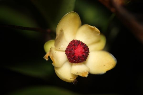 ビナンカズラの花/癒し憩い画像データベース