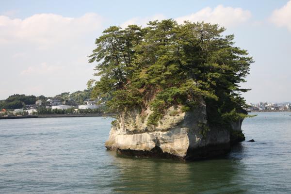 小島を飾る松の木