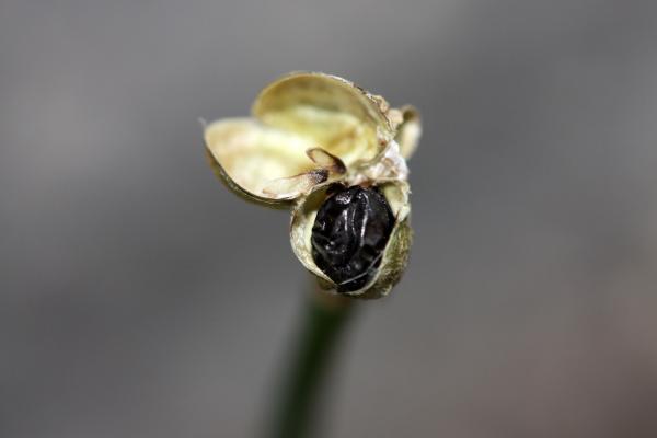 一つ残ったタマスダレの黒い種子/癒し憩い画像データベース